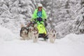 A team of Siberian Husky sled dogs rides through a snowy winter coniferous forest