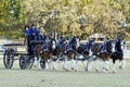 Team six Clydesdale draft horses trotting pulling carriage