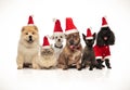 Team of six cute pets wearing santa hats panting