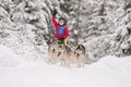 A team of six Siberian Husky sled dogs rides through a snowy winter coniferous forest