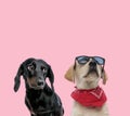 Team of teckel dachshund and labrador retriever Royalty Free Stock Photo