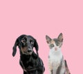 team of teckel dachshund and metis cat Royalty Free Stock Photo