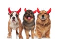 Team of three adorable devil dogs standing and sitting