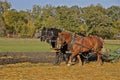 Team of three horses plowing field Royalty Free Stock Photo