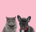 Team of two animals on pink background
