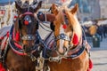 Team of two decorated horses for riding tourists Royalty Free Stock Photo