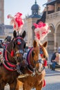 Team of two decorated horses for riding tourists Royalty Free Stock Photo