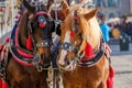 Team of two decorated horses for riding tourists Royalty Free Stock Photo