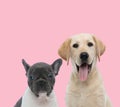 Team of two dogs on pink background Royalty Free Stock Photo