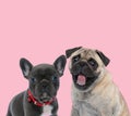 Team of two dogs on pink background Royalty Free Stock Photo
