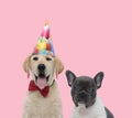 Team of two dogs on pink background Royalty Free Stock Photo