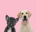 Team of two dogs on pink background Royalty Free Stock Photo