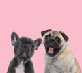 Team of two dogs on pink background Royalty Free Stock Photo