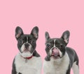 Team of two french bulldogs licking nose Royalty Free Stock Photo