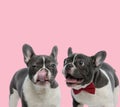 Team of two french bulldogs panting and licking nose Royalty Free Stock Photo