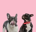 Team of two french bulldogs on pink background Royalty Free Stock Photo