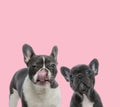 Team of two french bulldogs on pink background Royalty Free Stock Photo