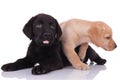 Team of two labradors retrievers panting on white background Royalty Free Stock Photo