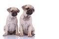 Team of two pugs looking to side on white background Royalty Free Stock Photo