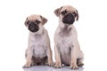 Team of two pugs sitting isolated on white background Royalty Free Stock Photo