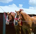 Shire horses at agricultural show Royalty Free Stock Photo