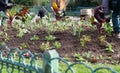 Team of urban gardeners working on a park flowerbed