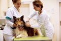 Veterinarian puts chip with dog`s information to his neck
