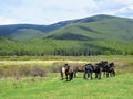 A team of wild horses grazing in the mountains outside of Nordegg, Alberta, Canada. Royalty Free Stock Photo