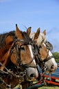 Team of work horses Royalty Free Stock Photo