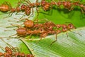 Red ants team work Royalty Free Stock Photo