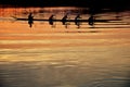 Team work of young men in a row boat silhouetted at sunset Royalty Free Stock Photo