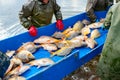 Fishermen in waterproof overalls sorting crap fish from fishpond, harvest at fish farm Royalty Free Stock Photo