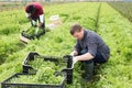 Team of workers harvests green mizuna on the field