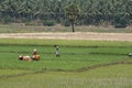 Teams of workers on an Indian rice plantation