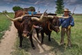 Teamster with pair of oxen pulling wagon