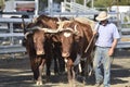 Teamster with team of oxen bullock plowing field in yoke Royalty Free Stock Photo