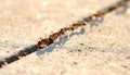 Teamwork of Ants Marching in a Straight Line Royalty Free Stock Photo