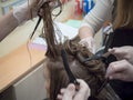 Teamwork. Collective work on cutting and coloring hair in the beauty salon. Royalty Free Stock Photo