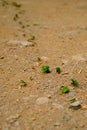 Teamwork - Leaf-Cutter Ants carrying pieces of Leaves Royalty Free Stock Photo