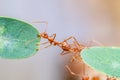 Teamwork red ant bridge unity.selective focus.