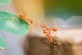 Teamwork red ant bridge unity.selective focus. Royalty Free Stock Photo