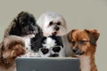 Teamwork skills, group of dogs surfing in internet