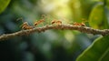 teamwork, team of ants constructing bridge. AI Generative Royalty Free Stock Photo