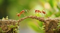 teamwork, team of ants constructing bridge. AI Generative Royalty Free Stock Photo