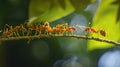 teamwork, team of ants constructing bridge. AI Generative Royalty Free Stock Photo