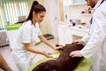 Teamwork of veterinarian, doing ultrasound exam to sick dog Royalty Free Stock Photo