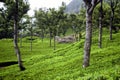 Teaplantation,India Royalty Free Stock Photo
