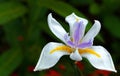 Tear drops on Iris #2 Royalty Free Stock Photo