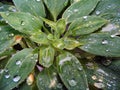 Tear drops on plant Royalty Free Stock Photo