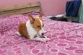 Home work of basenji dog being boring and young